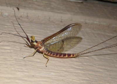 Hexagenia atrocaudata; Common Burrower Mayfly species; male