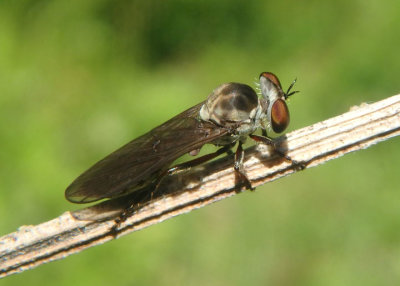 Holcocephala calva; Robber Fly species