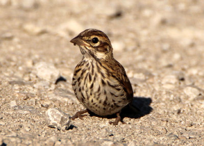 Lark Sparrow; juvenile 