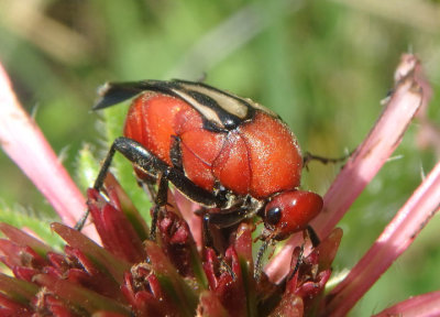 Macrosiagon sayi; Wedge-shaped Beetle species