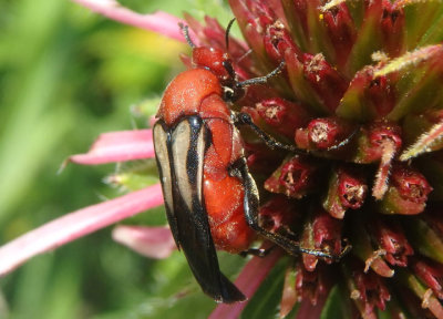 Macrosiagon sayi; Wedge-shaped Beetle species