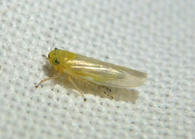 Macrosteles Leafhopper species; teneral
