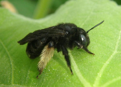 Melissodes bimaculatus; Two-spotted Longhorn Bee
