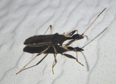 Myodocha serripes; Long-necked Seed Bug