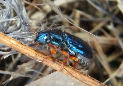 Necrobia rufipes; Red-legged Ham Beetle