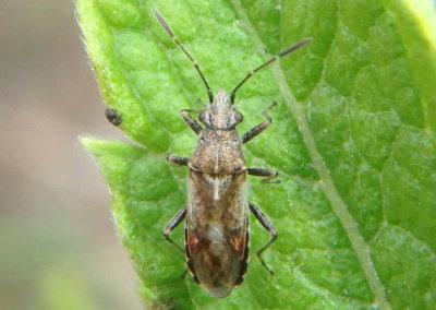 Neortholomus scolopax; Seed Bug species