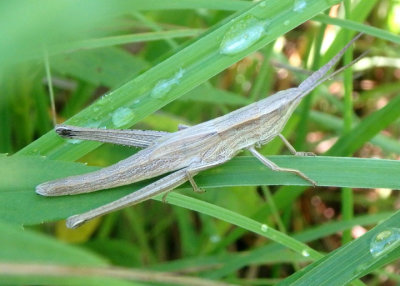 Pseudopomala brachyptera; Short-winged Toothpick Grasshopper 