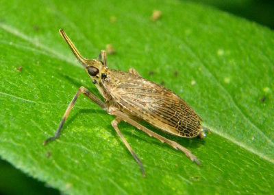 Scolops sulcipes; The Partridge Bug