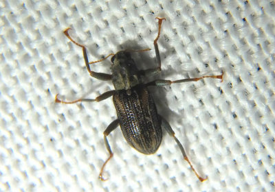 Stenelmis Riffle Beetle species