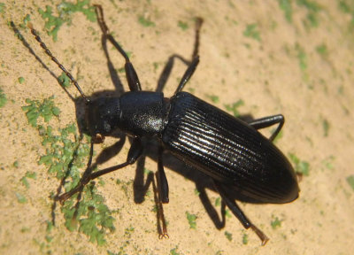 Strongylium tenuicolle; Darkling Beetle species