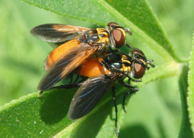 Trichopoda pennipes; Feather-legged Fly species pair