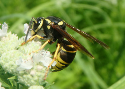 Vespula vidua; Widow Yellowjacket