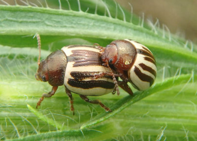 Zygogramma suturalis; Ragweed Leaf Beetles