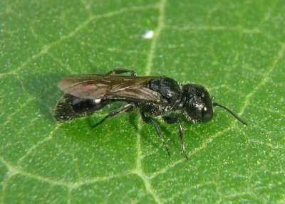 Pemphredoninae Aphid Wasp species