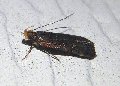 2298 - Dichomeris juncidella; Twirler Moth species