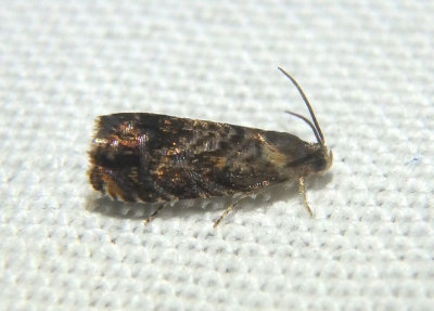 3429 - Grapholita prunivora; Lesser Appleworm Moth