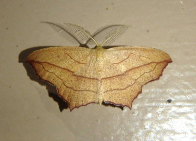 7147 - Calothysanis amaturaria; Cross-lined Wave; male
