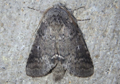 7998 - Lochmaeus manteo; Variable Oakleaf Caterpillar Moth