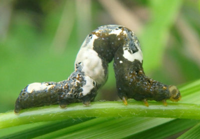 8534 - Plusiodonta compressipalpis; Moonseed Moth caterpillar