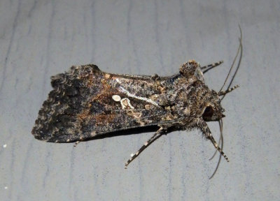 8887 - Trichoplusia ni; Cabbage Looper Moth