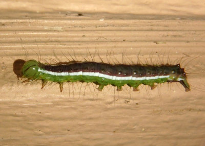 9062 - Cerma cerintha; Tufted Bird-dropping Moth caterpillar