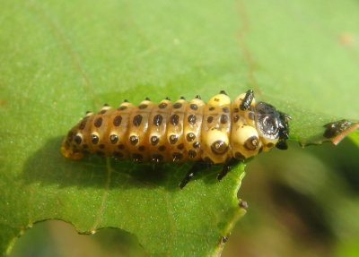Chrysomela scripta; Cottonwood Leaf Beetle larva 