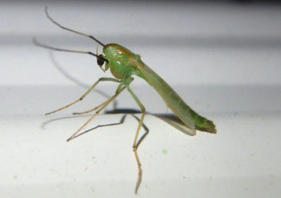 Axarus festivus complex; Midge species