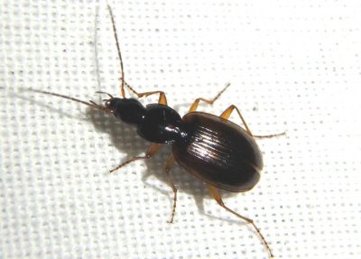 Agonum Ground Beetle species