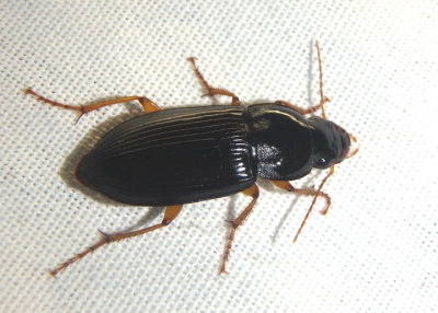 Harpalus pensylvanicus; Pennsylvania Dingy Ground Beetle