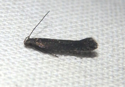 2218-2222 - Aproaerema Twirler Moth species