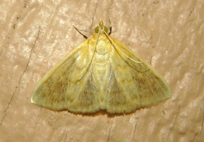 4961-4965 - Hahncappsia Crambid Snout Moth species