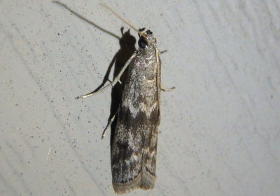 6031-6032 - Eurythmia Pyralid Moth species