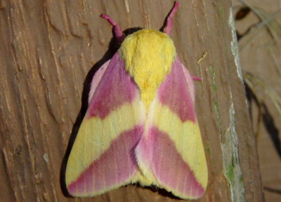 7715 - Dryocampa rubicunda; Rosy Maple Moth 