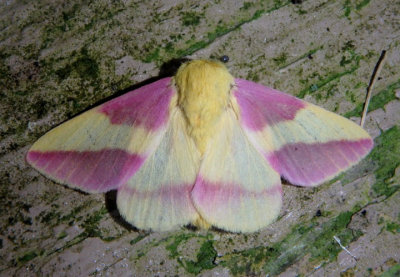 7715 - Dryocampa rubicunda; Rosy Maple Moth