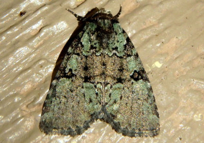 9066 - Leuconycta lepidula; Marbled-green Leuconycta