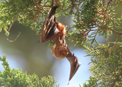 Eastern Red Bat