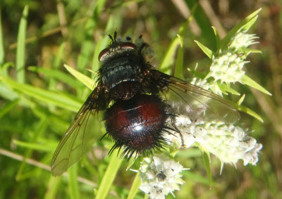 Juriniopsis adusta; Tachinid Fly species