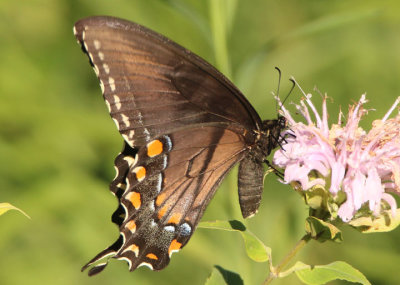 Papilio glaucus; Eastern Tiger Swallowtail; dark form female