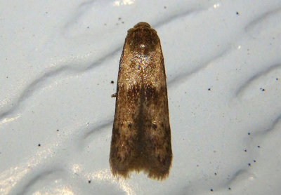 1227-1238 - Pigritia Scavenger Moth species