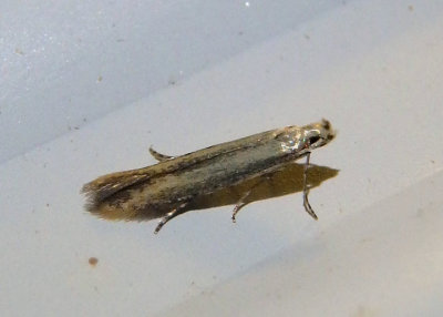 1725 - Stereomita andropogonis; Twirler Moth species