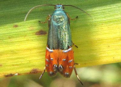 2346.5 - Lepidotarphius perornatella; Sedge Moth species; exotic