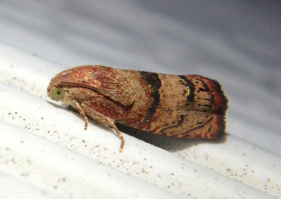 3494 - Cydia latiferreana; Filbertworm Moth