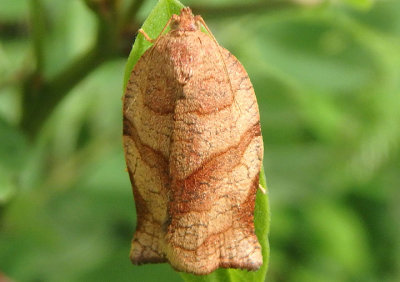 3635 - Choristoneura rosaceana; Oblique-banded Leafroller; female