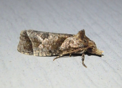 3822 - Phtheochroa riscana; Tortricid Moth species