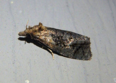 3822 - Phtheochroa riscana; Tortricid Moth species