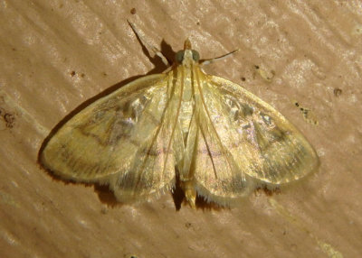 4945 - Crocidophora tuberculalis; Pale-winged Crocidophora Moth