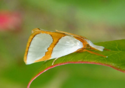5465 - Argyria auratella; Curve-lined Argyria Moth