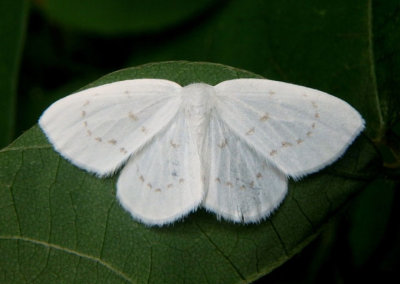 6253 - Eudeilinia herminiata; Northern Eudeilinia