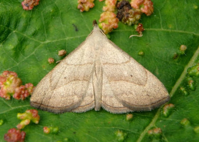 8358 - Macrochilo litophora; Brown-lined Owlet Moth