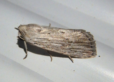 10033 - Catabena lineolata; Fine-lined Sallow